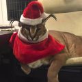Caracal